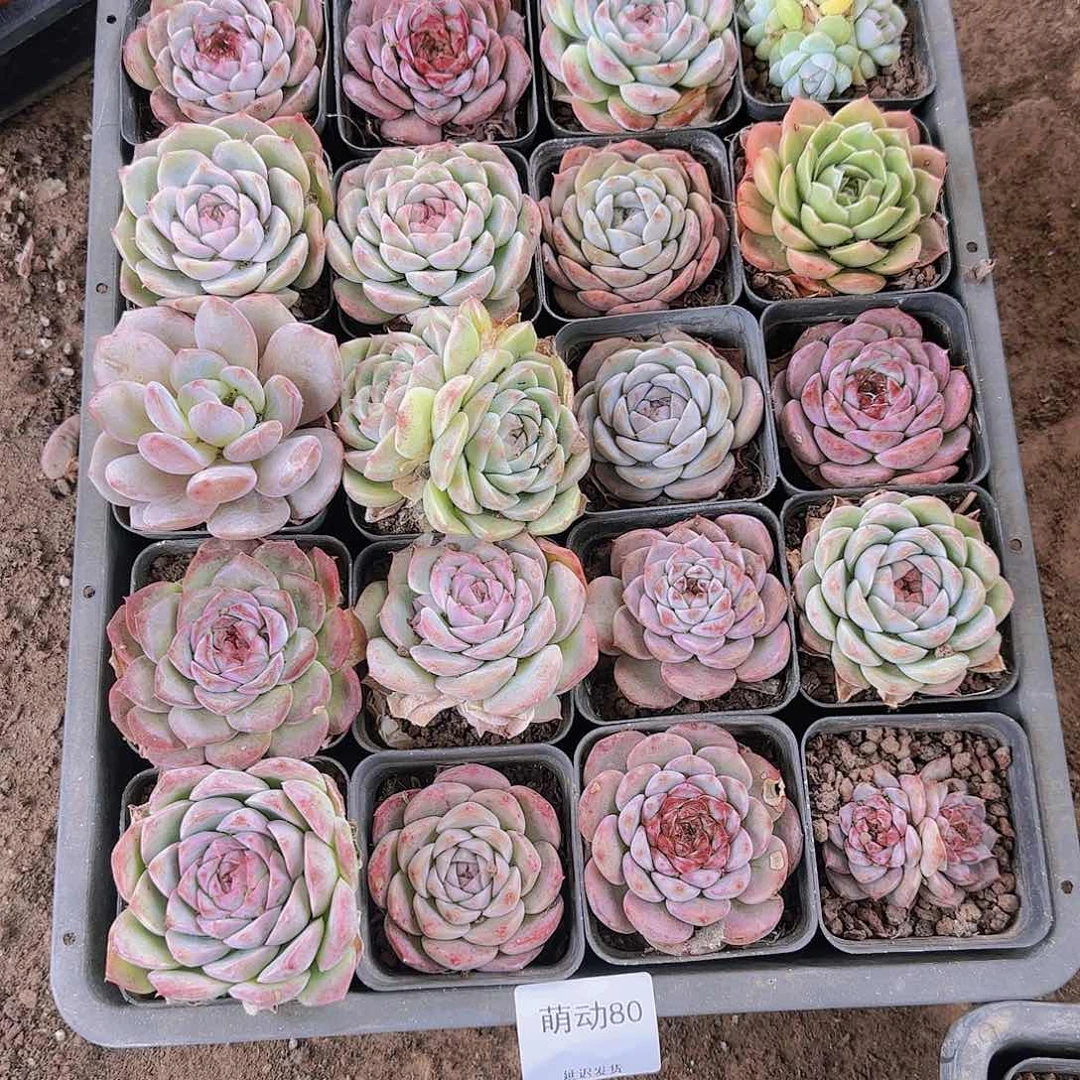 直播一物一拍多肉80