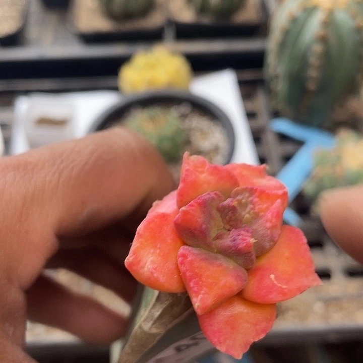 仙人球牡丹锦440号