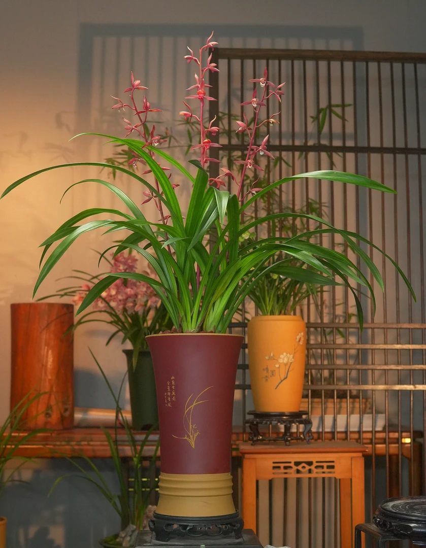 墨兰铭品【霸王别姬】 玉美人兰花带花芽 紫砂盆好养盆栽