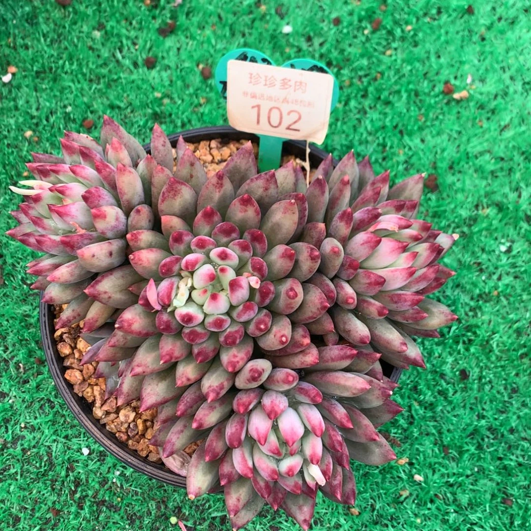 二代虞美人开播福利