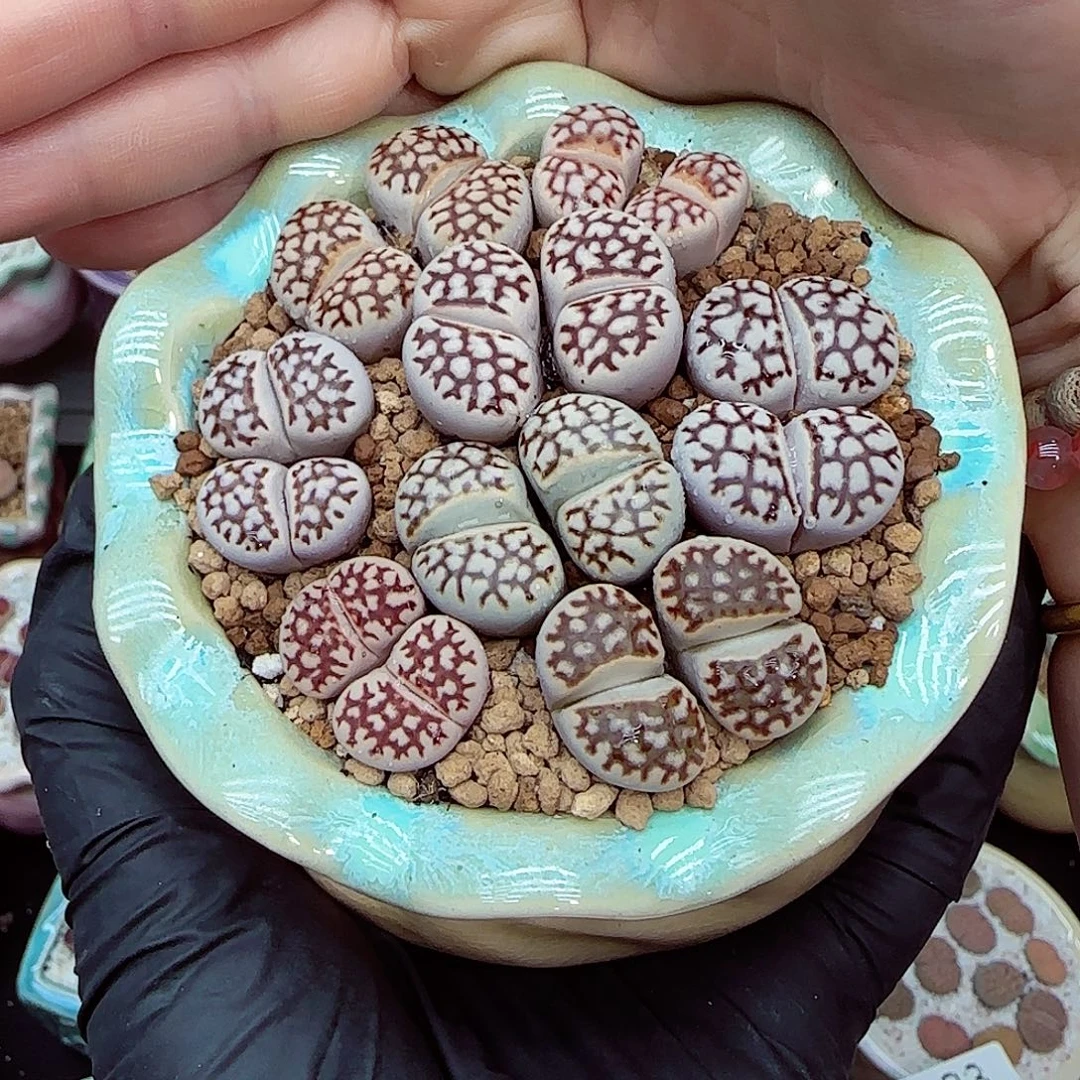 生石花满18包邮1006-89