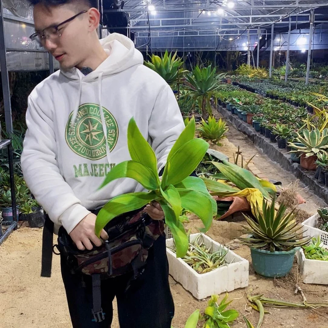 萍*狐尾一颗0805