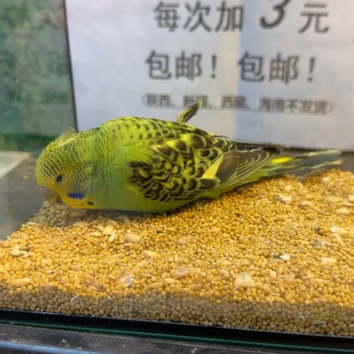 虎皮鹦鹉大头虎皮鹦鹉