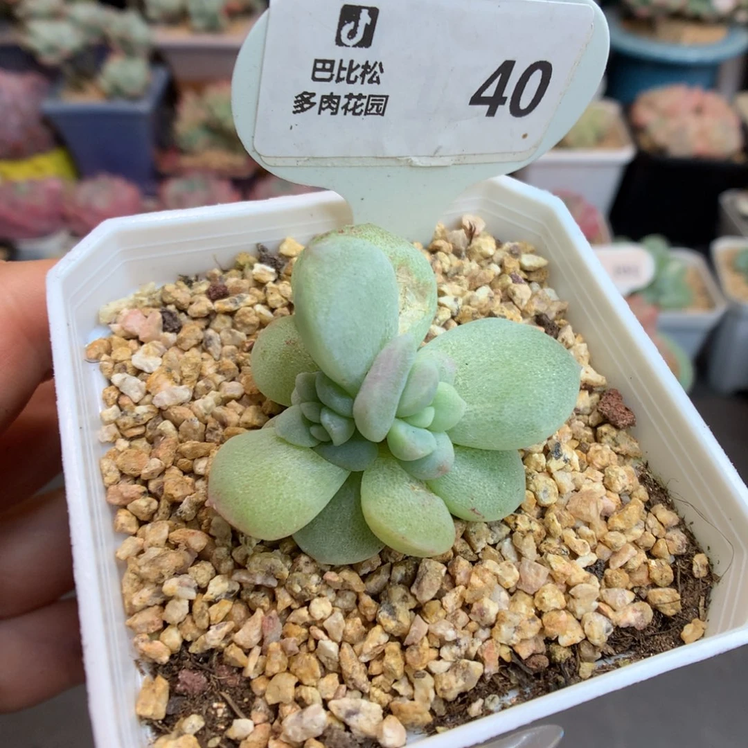 40双心冰玉石化多肉植物