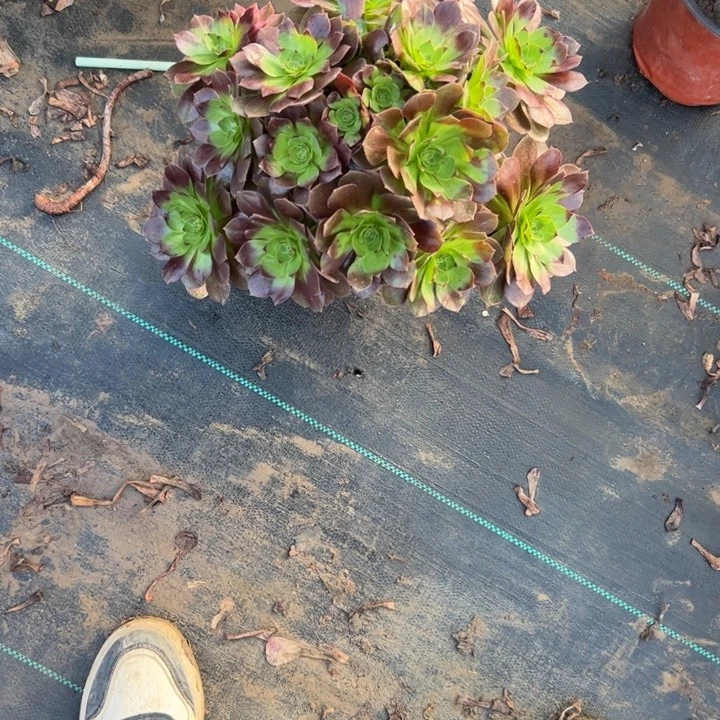 不包侧枝一物一拍38