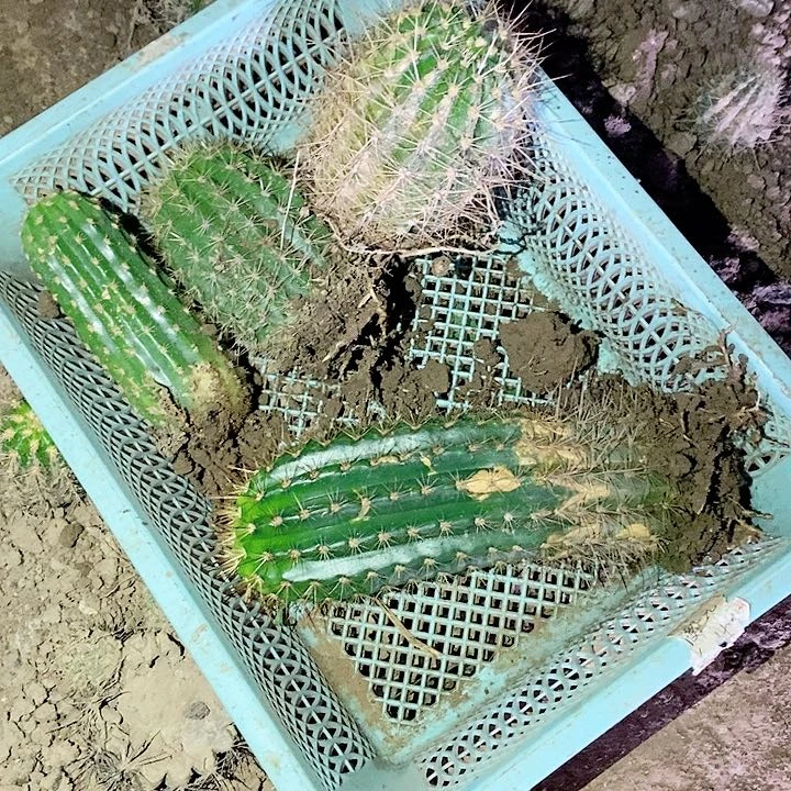 无名毛花柱4个品种仙人球