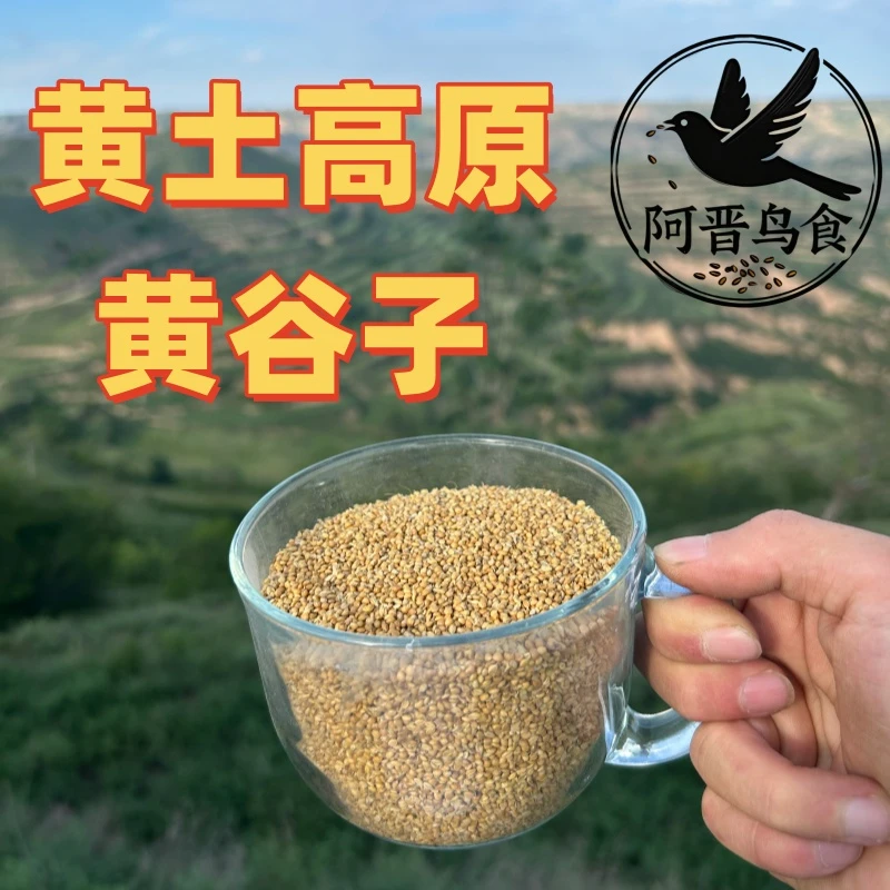 厂商直销西北黄土高原黄谷子颗粒饱满鹦鹉粮虎皮玄凤牡丹主食
