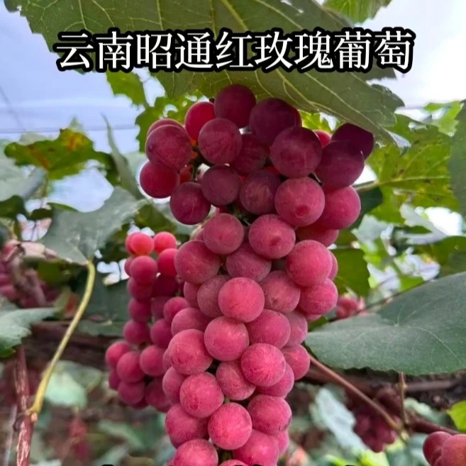 《坏果包赔》云南昭通正宗红玫瑰葡萄薄皮应季水果果肉多汁成熟无核