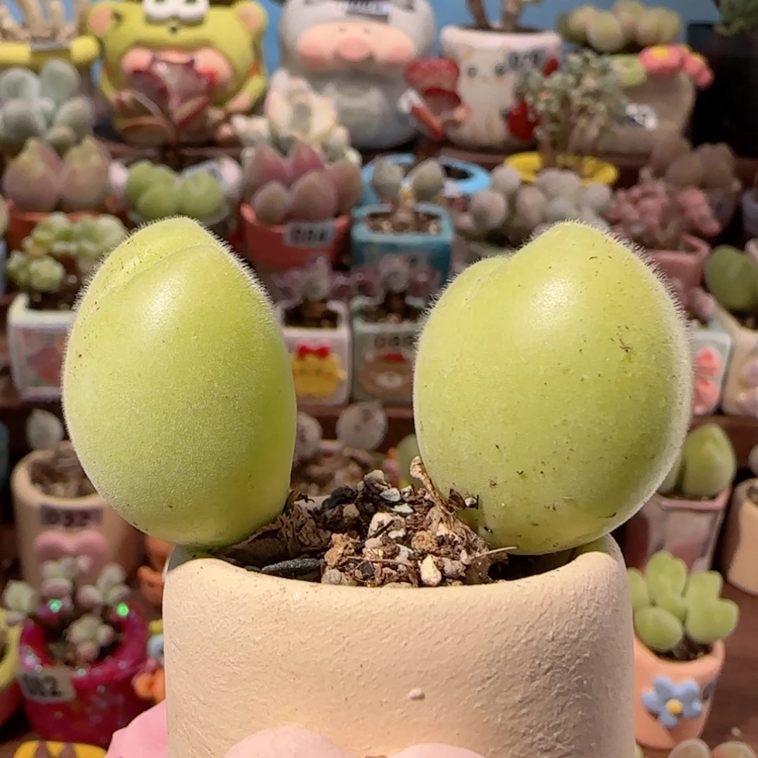 T胖胖毛翠盆口2.5cm