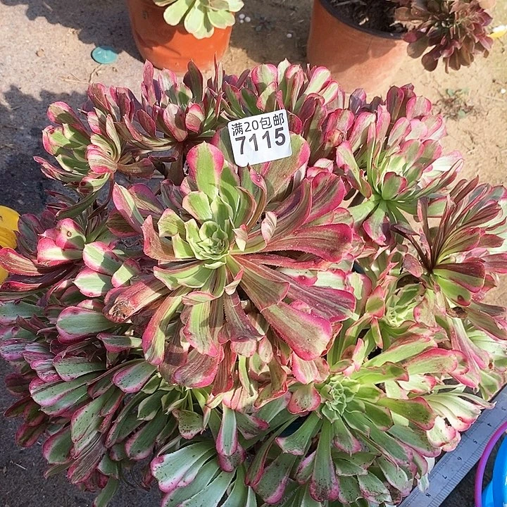 7115 一颗同花顺法师