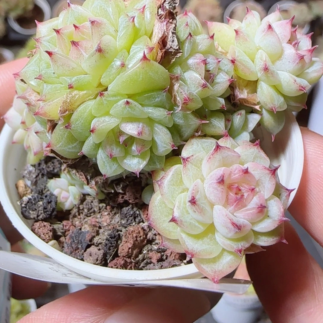 花语逸镜1118-35散