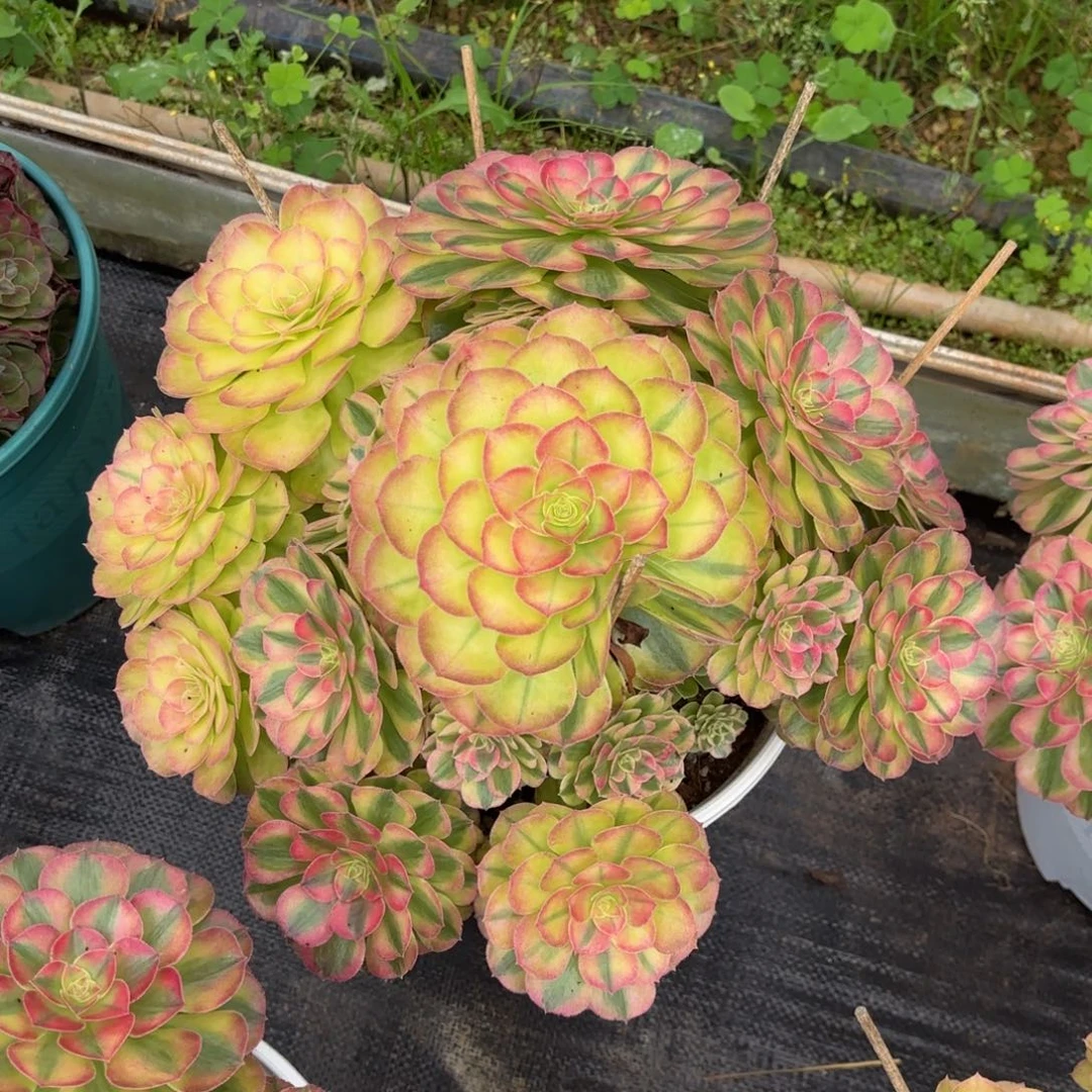 多肉法师轮回，发货