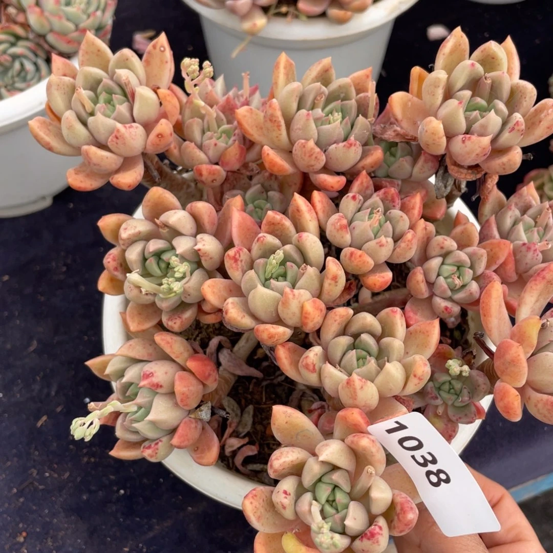 1038璀璨群生多肉植物