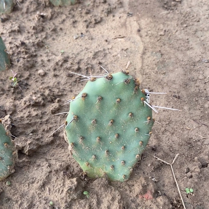 凤梨可乐塔一棵有根无侧芽
