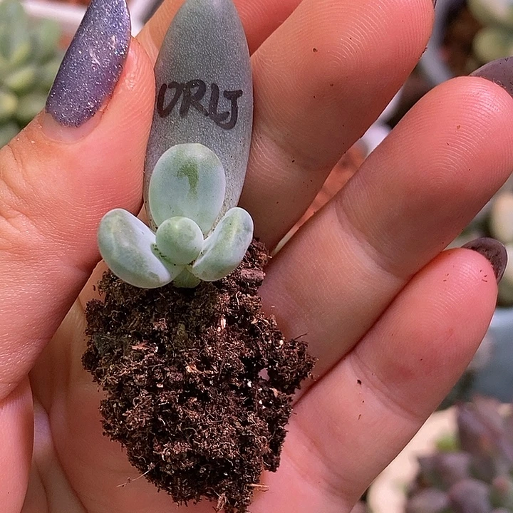 欧若拉锦多肉植物