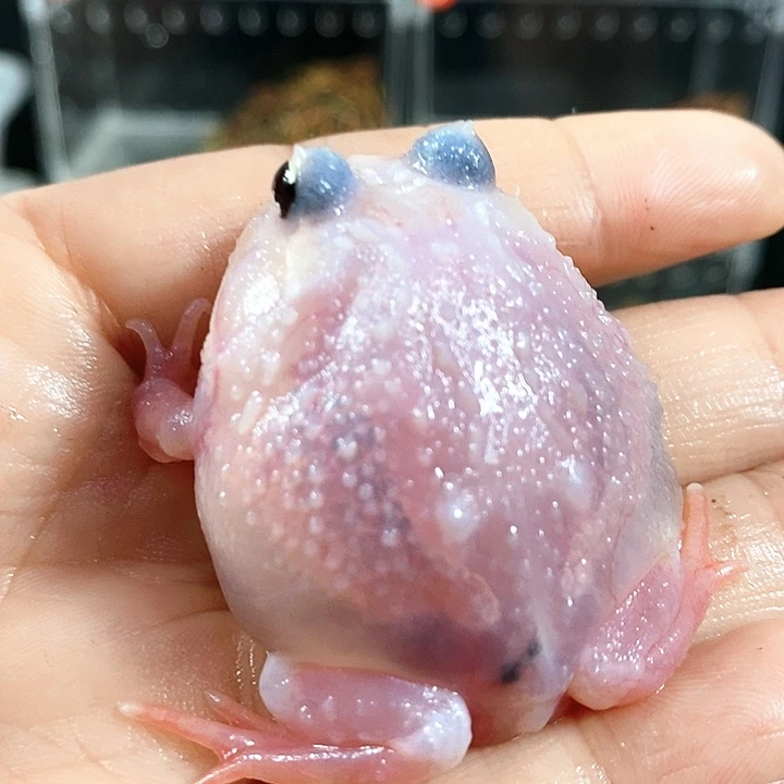 角蛙650福利粉雪角蛙