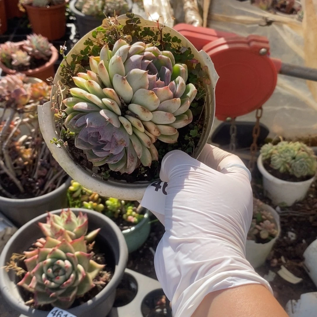 4617紫水晶一物一拍