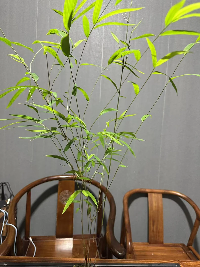春兰老种宋梅种好发货