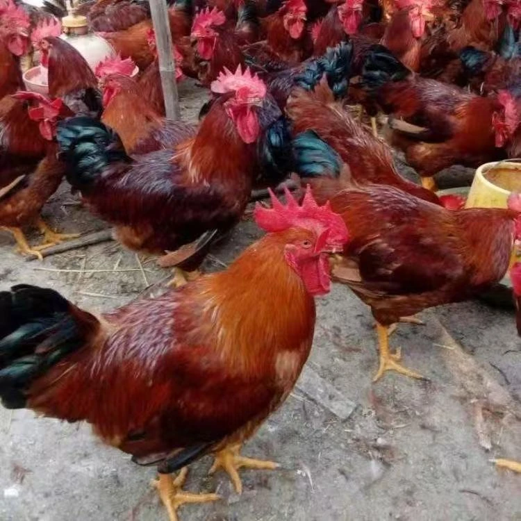 宠物鸡半斤红公鸡鸡苗活鸡幼苗