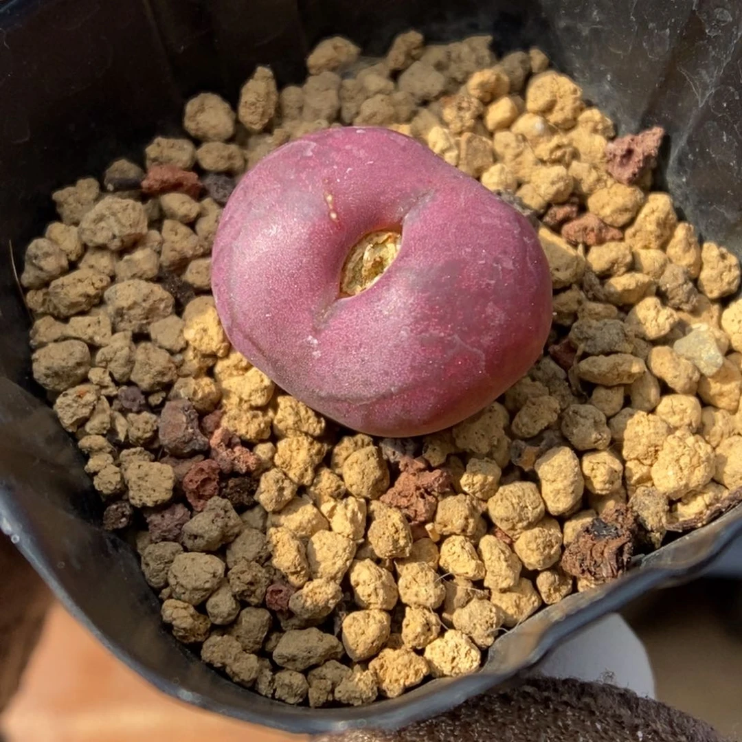 多肉植物肉锥杂交K-616