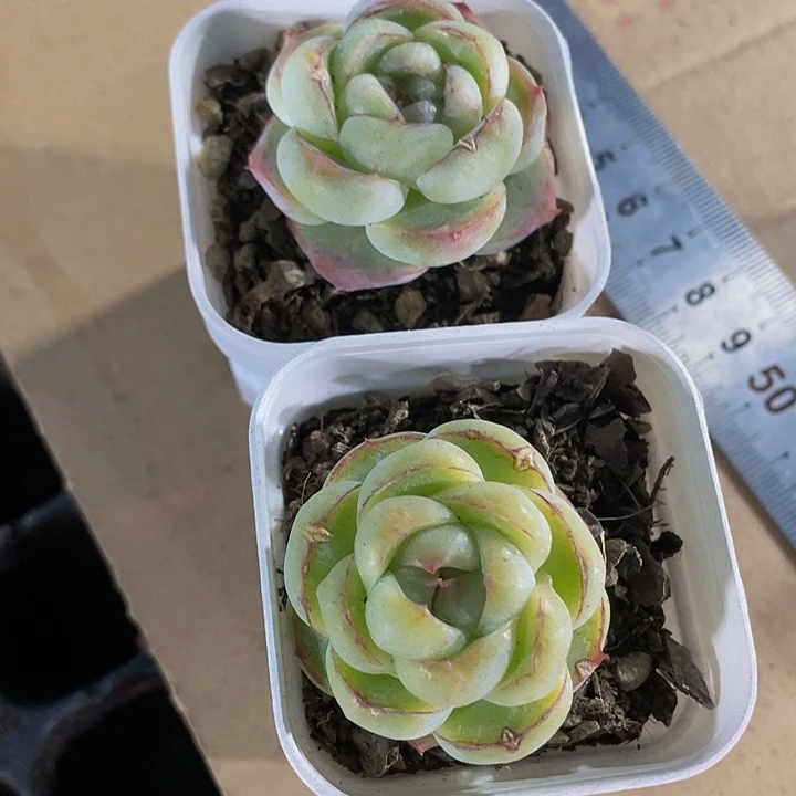 胖虎2.8带盆土发