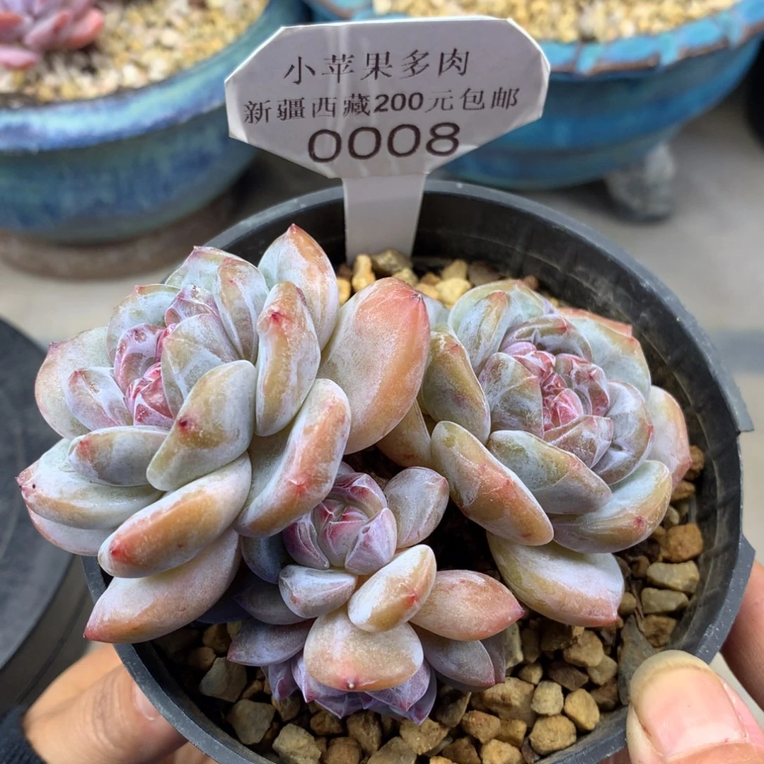 绿底紫心008/11cm3头