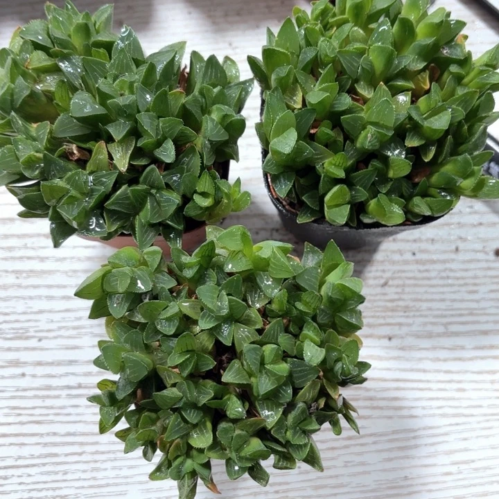 三颗群生姬寿多肉植物