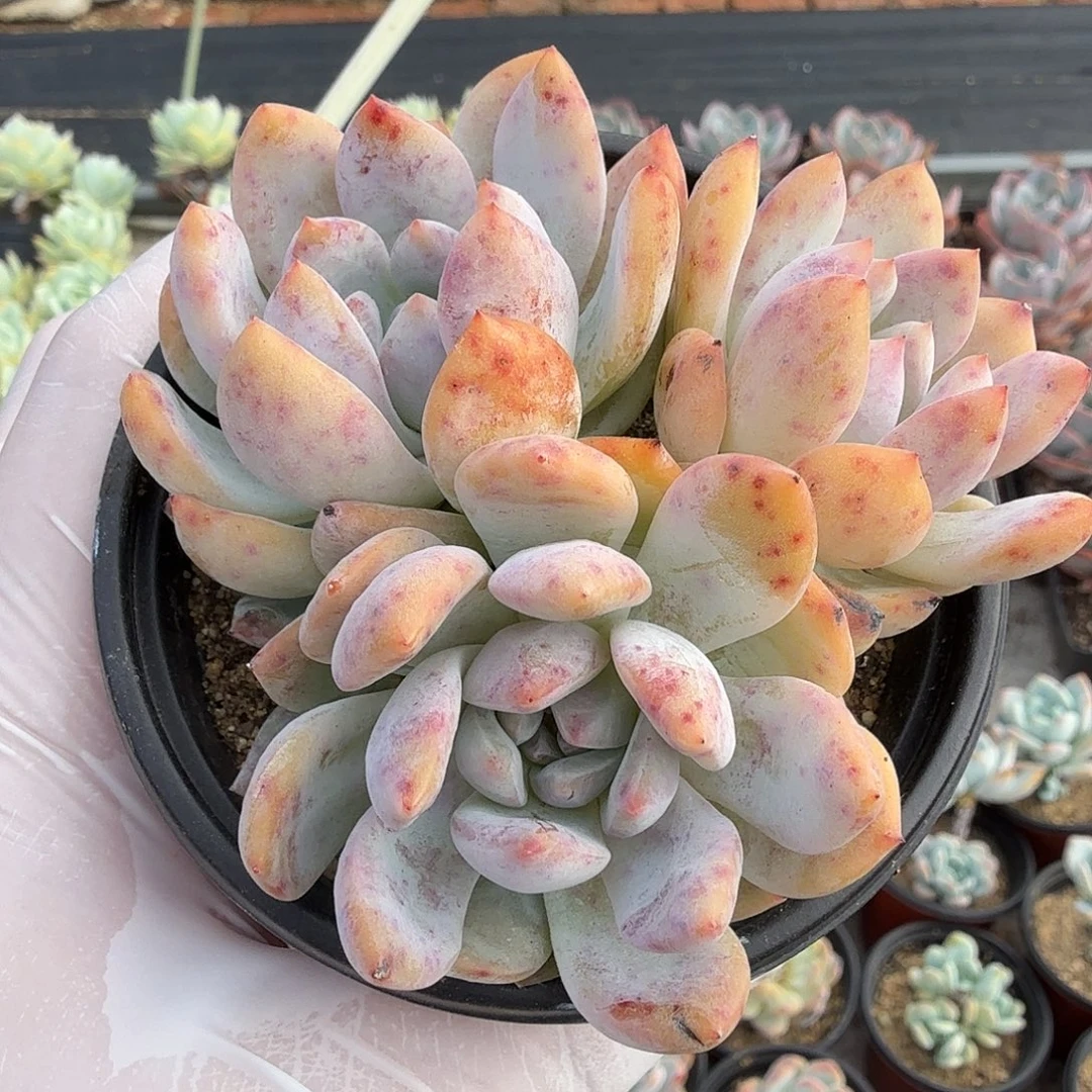 八公分三头无砍雪天使满20包邮