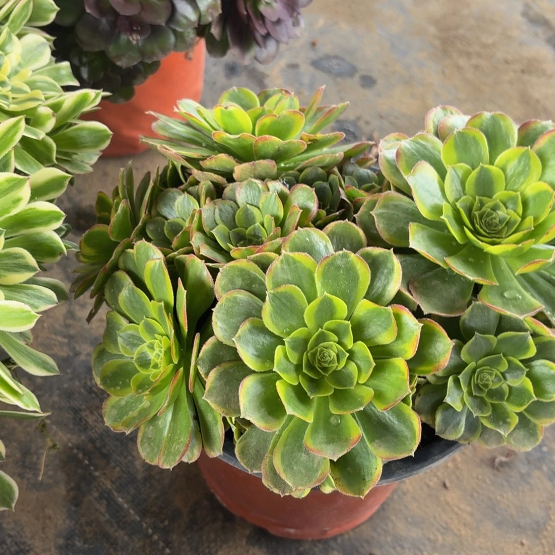 180多肉植物捧花的