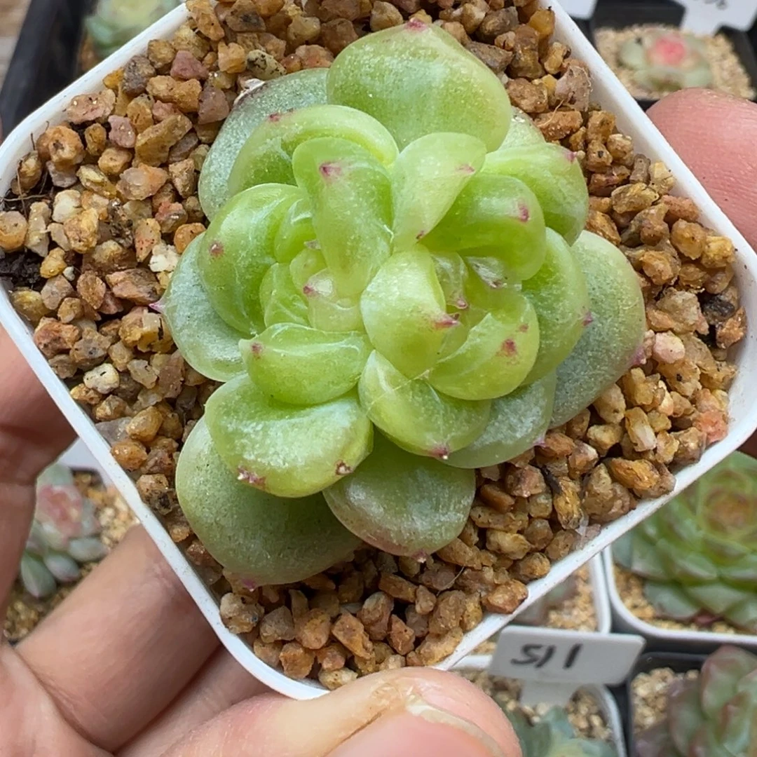 406号财富密码分心带崽