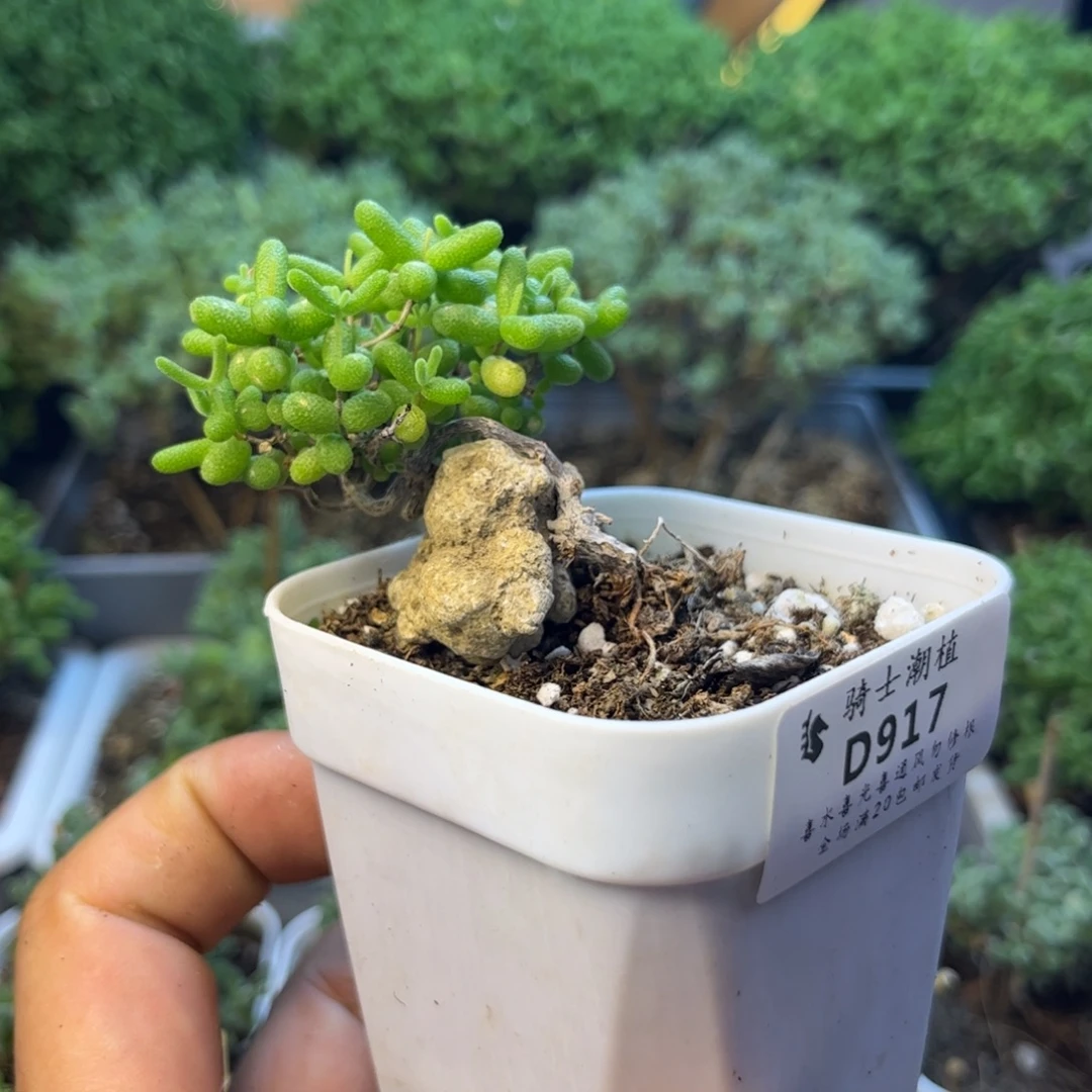 917蜜橘糖球造型桩