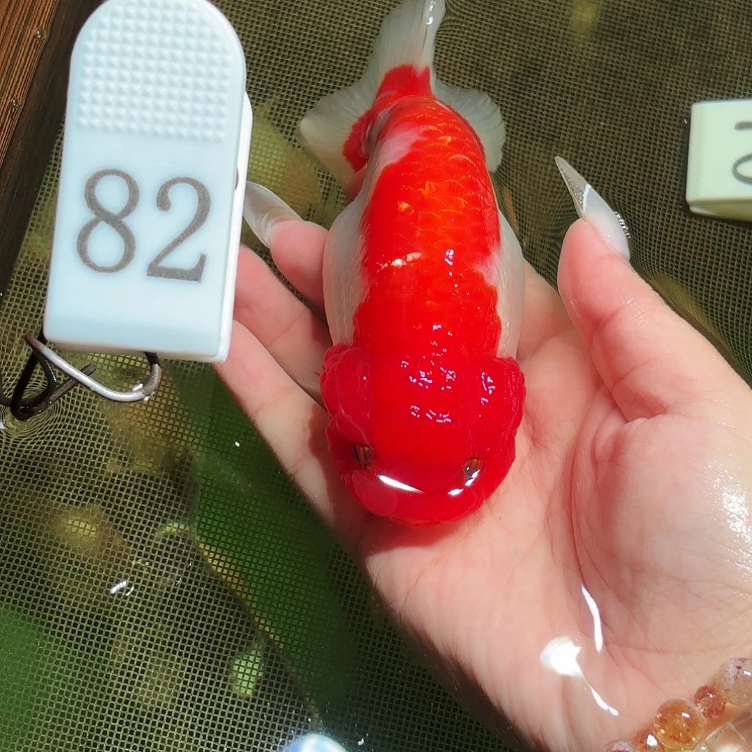 金鱼拍包装包邮，不拍包装运费到付