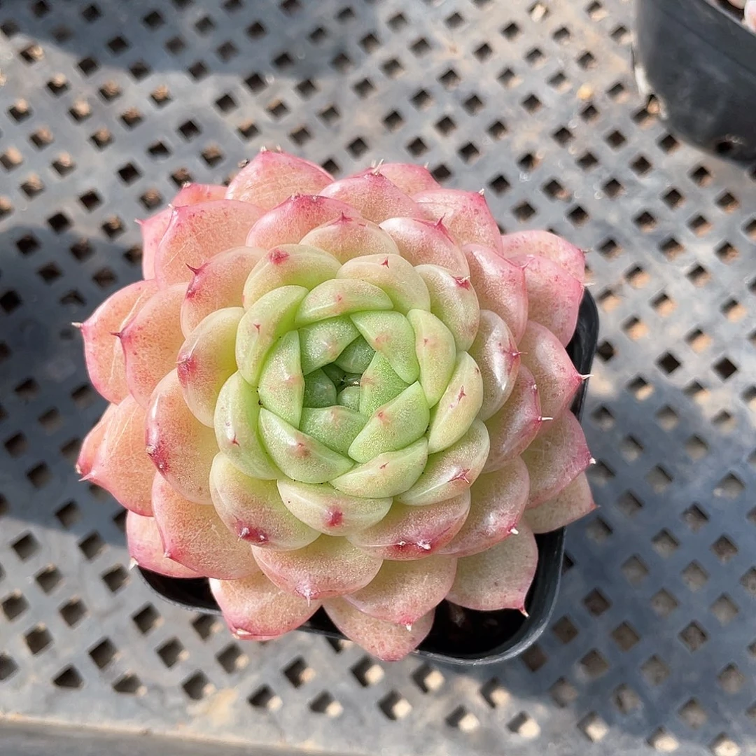 优选麦秆福利587