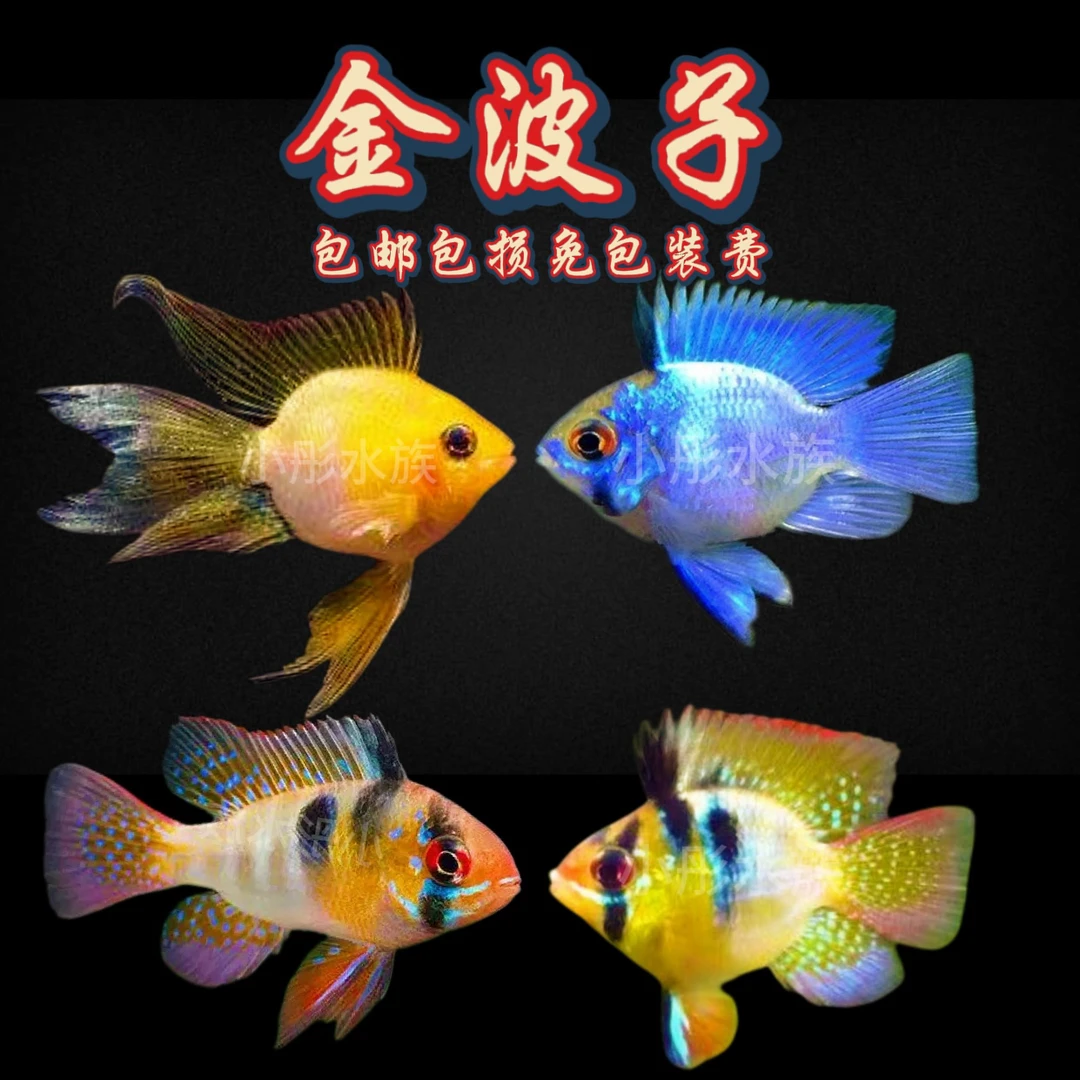 荷兰凤凰皮瓦斯凤凰德系荷兰凤金波子蓝波子短鲷热带鱼