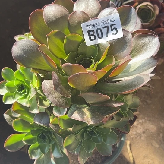 小***甜一颗多肉法师植物
