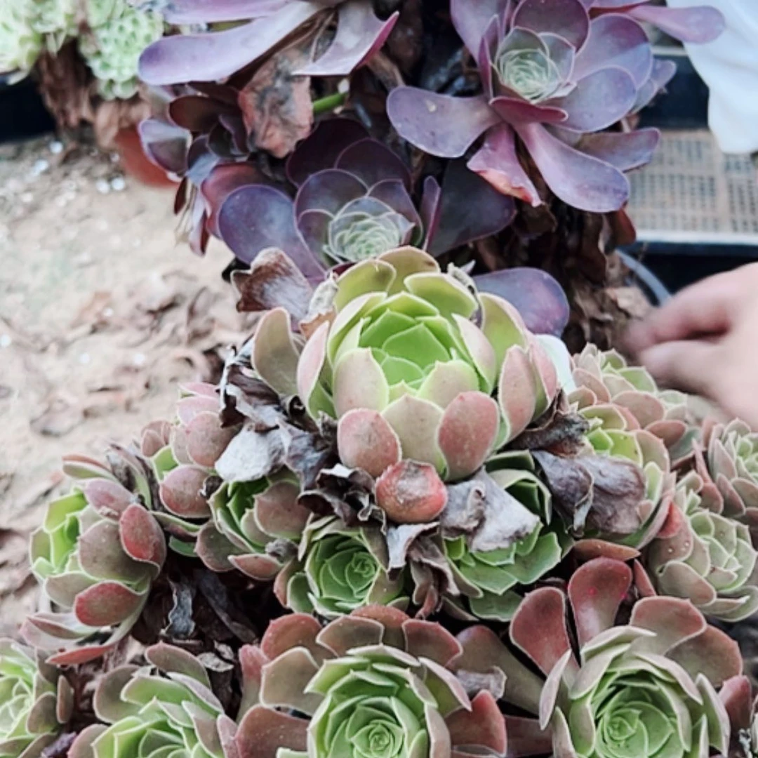 【闪购商品】无花朵S****r76号套餐2颗