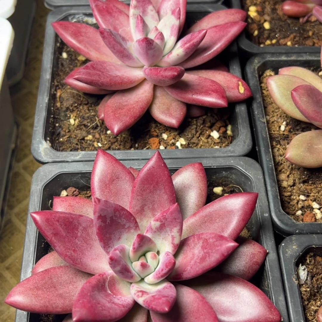 【闪购商品】赫菲斯托多肉39.8