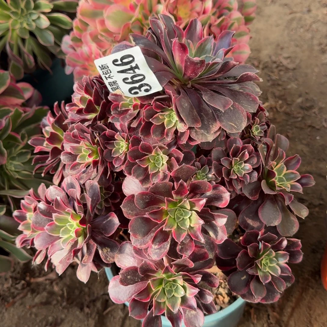 法师金丝雀不包断3646 18-39