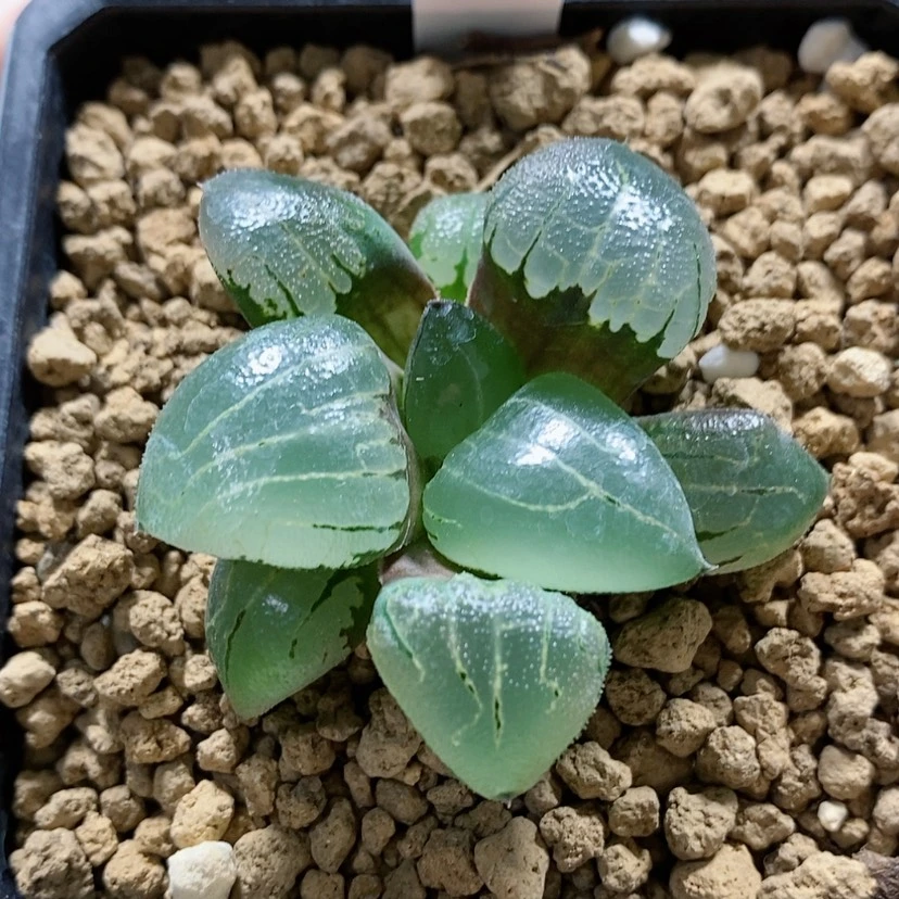 【闪购商品】129丸叶新糯阿
