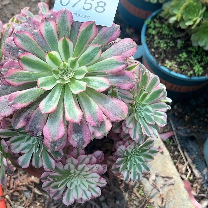 0758红铜白多肉植物