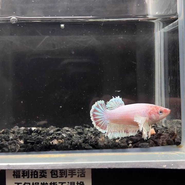 斗鱼竞拍跑单拉黑18日6