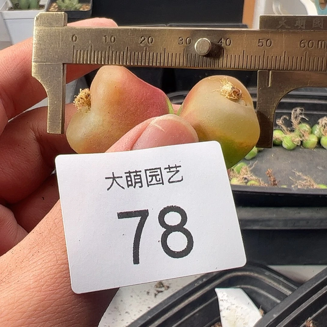 一物一拍。        1430.5大水蜜桃78