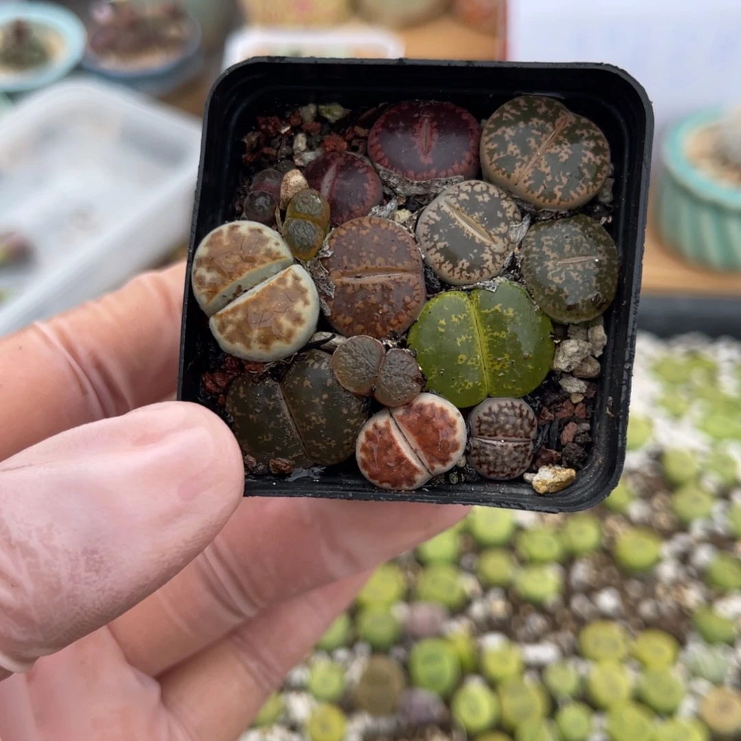 多肉植物一物一拍88