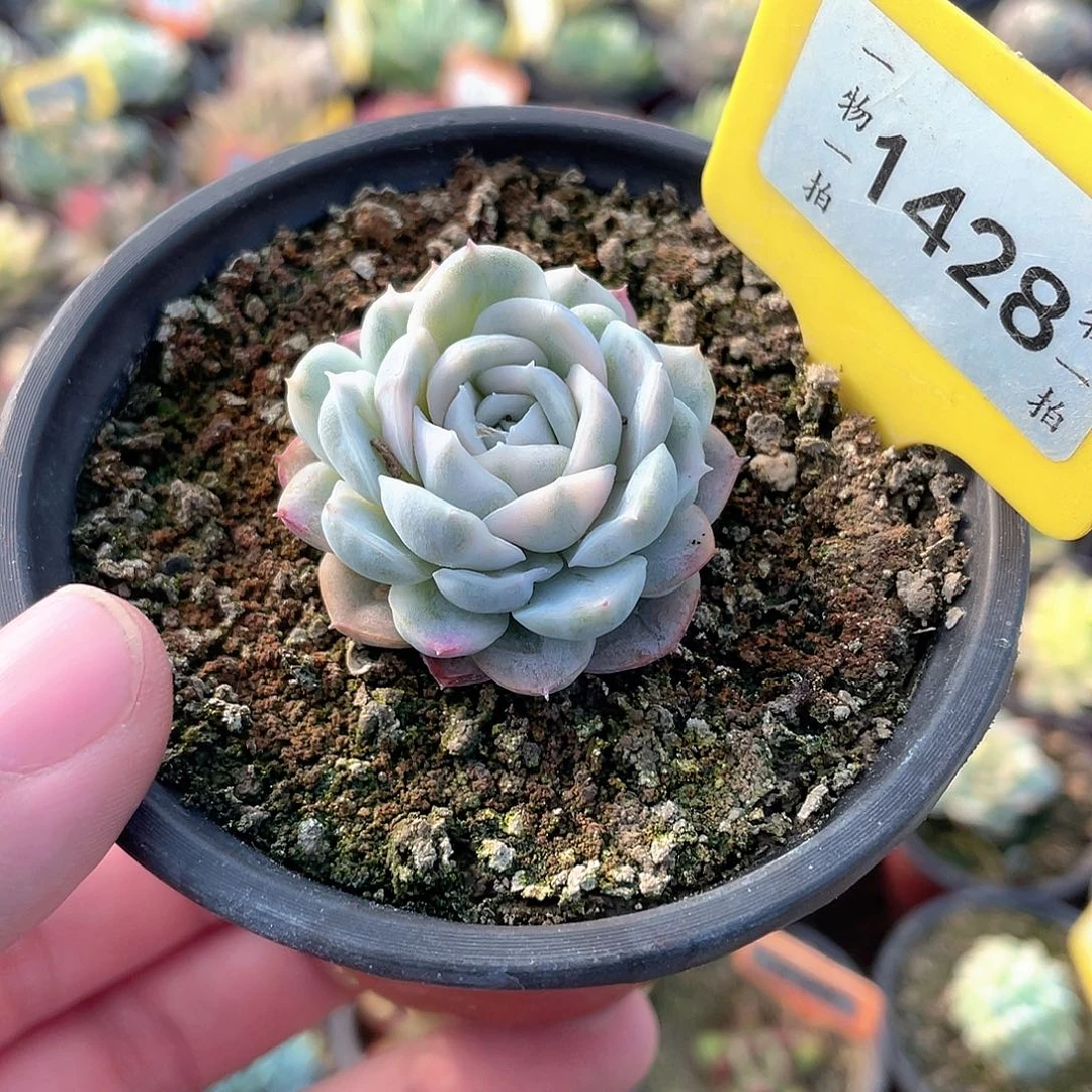 1428号雪球锦多肉植物