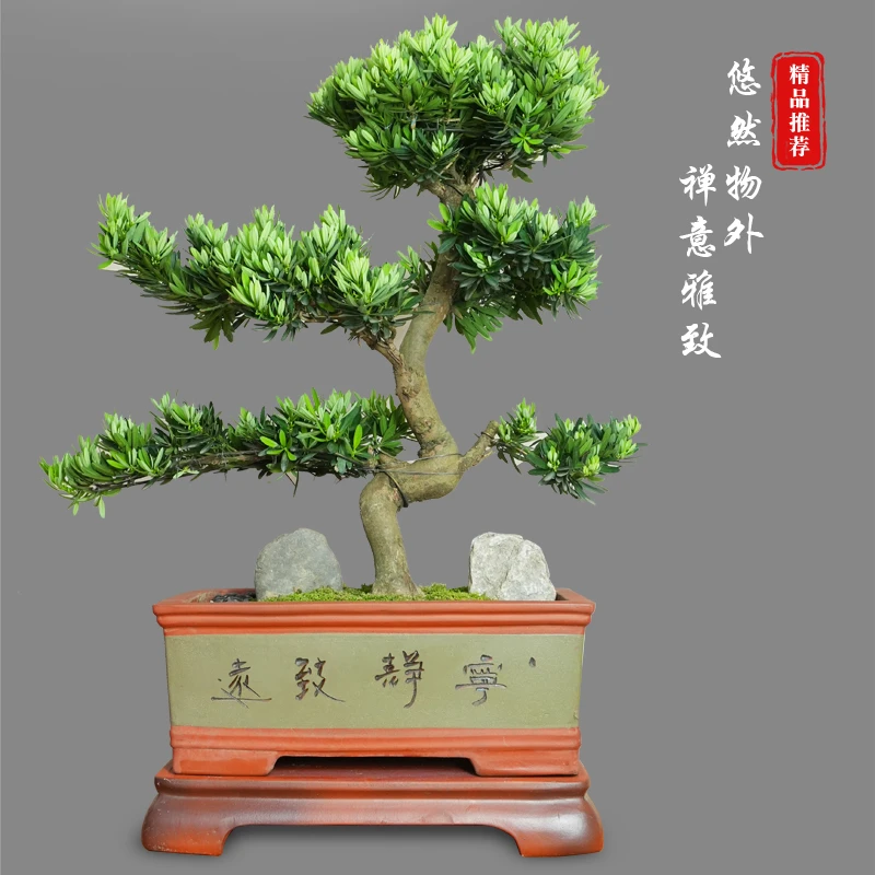 罗汉松盆栽造型迎客松客厅室内绿植开业新居高级礼物一物一拍