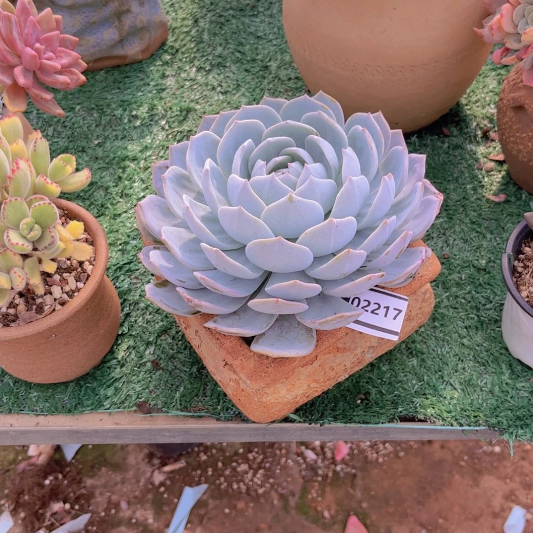 白茶多肉植物02217