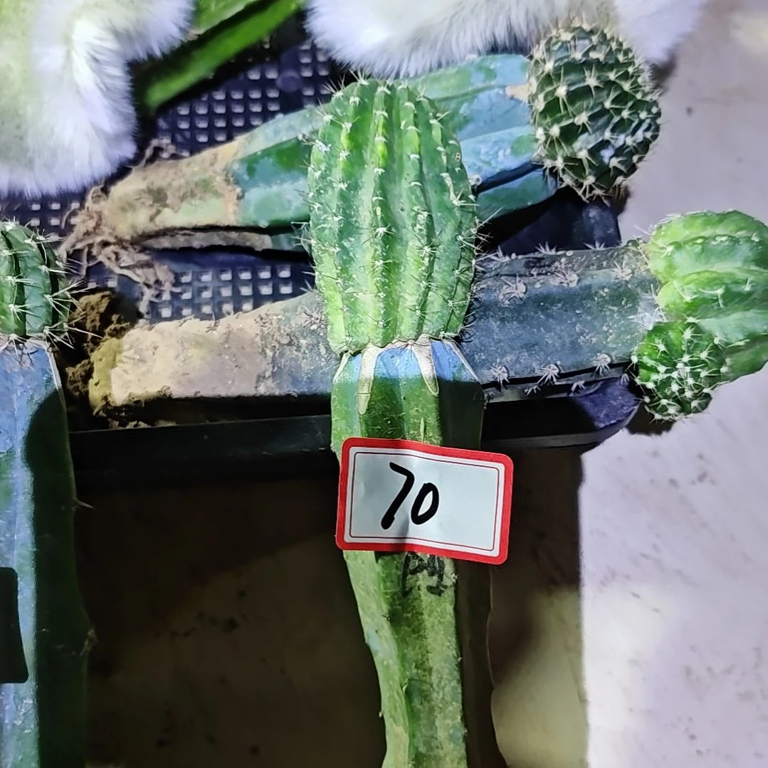 小***猪阳光明媚龙神木嫁接福70