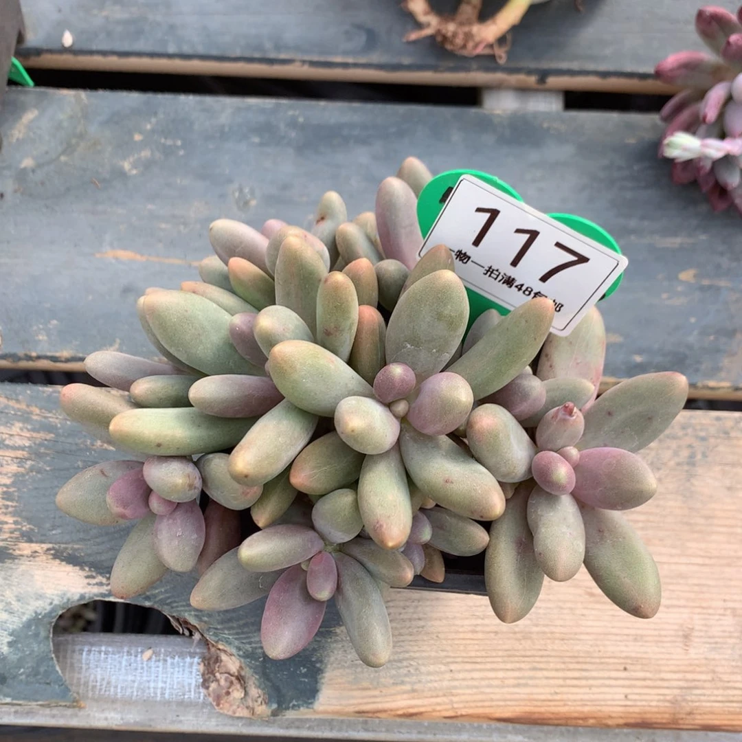 糖***子糖果美人老桩微瑕疵117