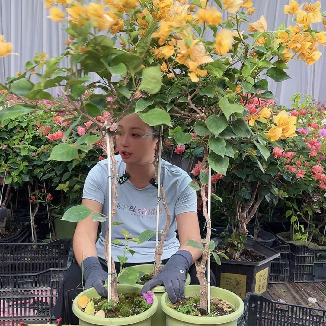 当前无花栽培后可以开花金色光辉棒棒糖一颗，绿盆