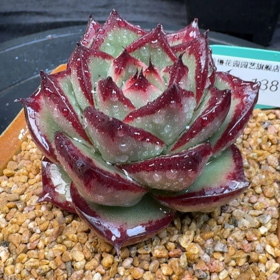 从前慢多肉精选编号1219.138